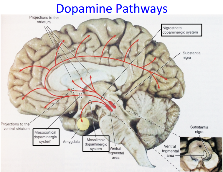 Neurology Dopaminergic Pathways Dopaminergic Pathways Pathways