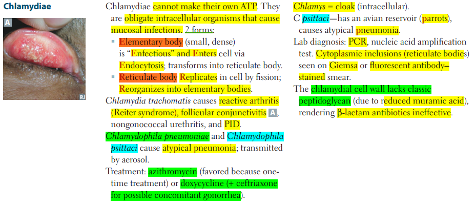 from Gram +/- bact - Coggle Diagram