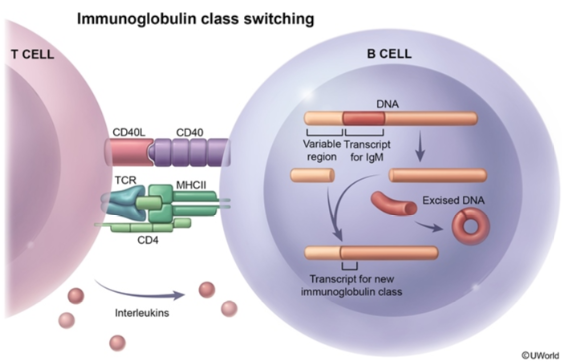 Immunology - Cytokines (5 Types Of Cytokines Interleukins TNFs = Tumor…