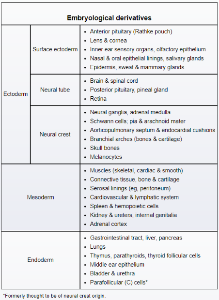 Embryonic Development (*Organ Embryology (*Sexual Organ Development