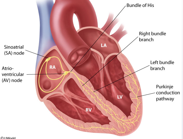 Cardiology - Physiology   Anatomy (normal Heart Chamber Pressures…