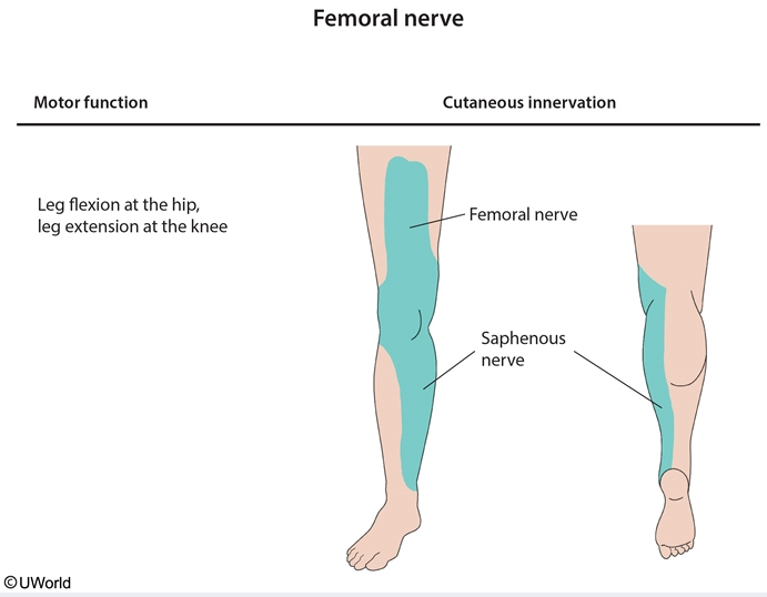 Neurology - Spinal Nerves Map (dropped image link (*LumboSacral Plexus