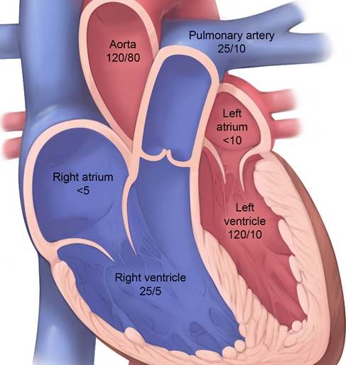 Cardiology - Physiology / Anatomy (Normal Heart Chamber Pressures…