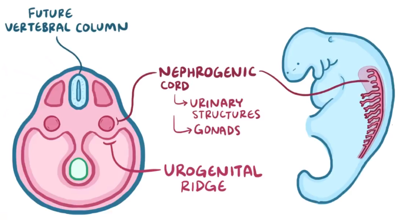 Embryonic Development (*Organ Embryology (*Sexual Organ Development