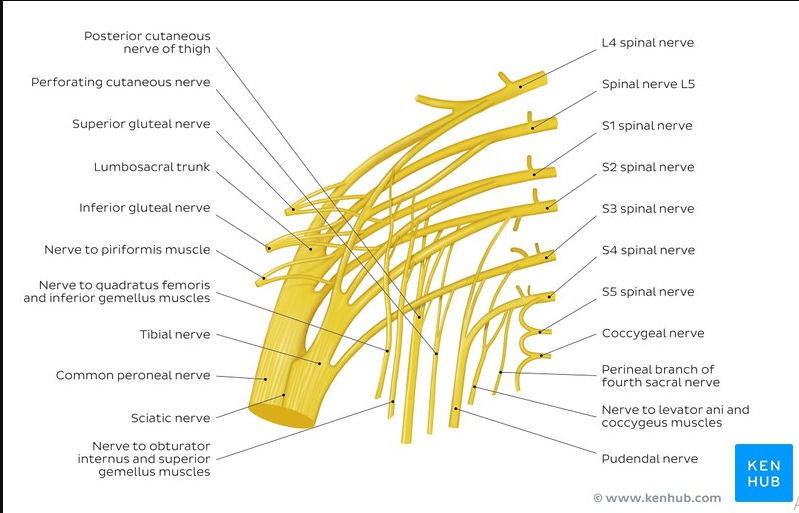 Neurology - Spinal Nerves Map (dropped image link (*LumboSacral Plexus