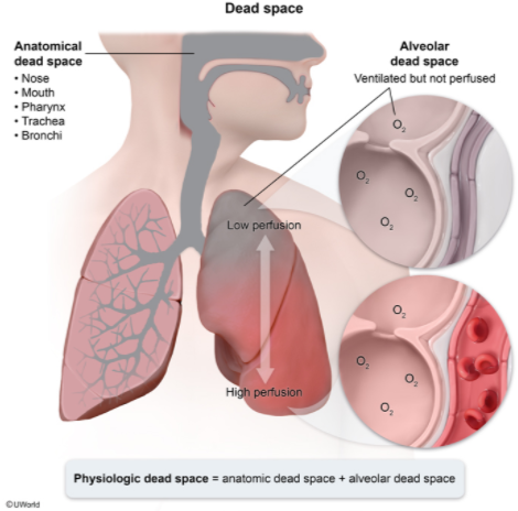 alveolar dead space vs physiological dead space vs physiological shunt