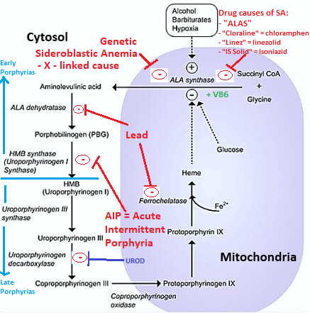 Hematology - Heme synthesis, Porphyrias, Lead Poisoning (*Porphyrias and…