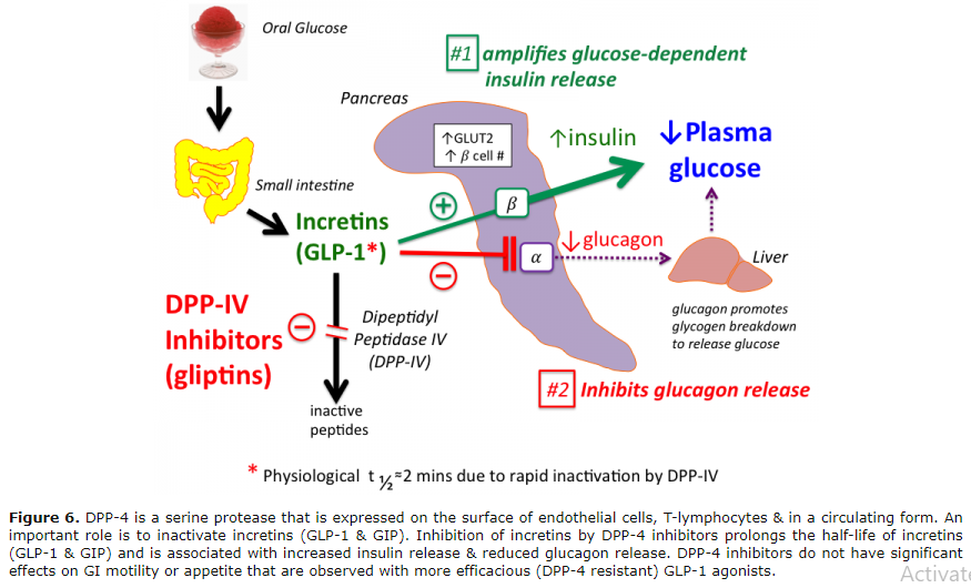 beta blocker antidote glucagon moa beta blocker antidote glucagon moa