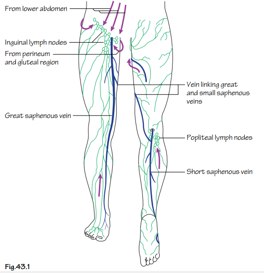 Groin Lymph Nodes Diagram