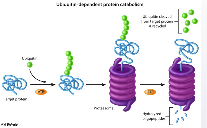 Immunology - HLA and MHC1 Pathways (*HLA = Human Leukocyte Antigens