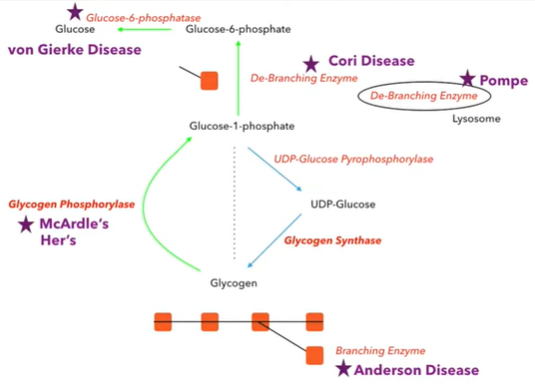 Genetic Disorders - Gycogen Storage Disorders (*GLYCOGEN structure and…