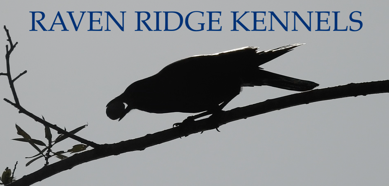 Raven Ridge Kennels