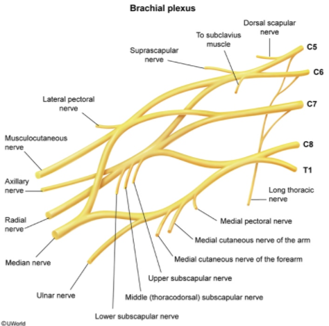 Neurology - Spinal Nerves Map (dropped image link (*LumboSacral Plexus