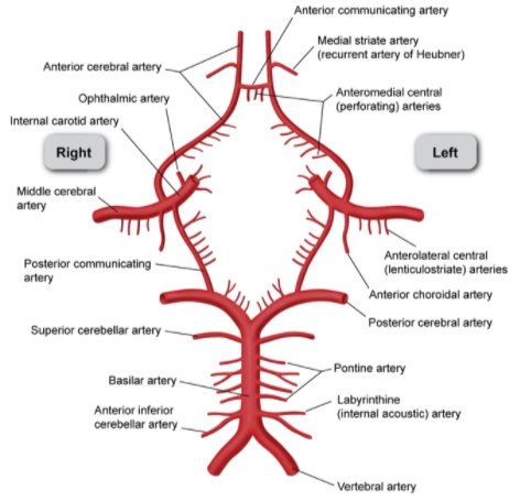 Neurology - CVAs (*Types of Stroke 80% are Ischemic infarct stroke