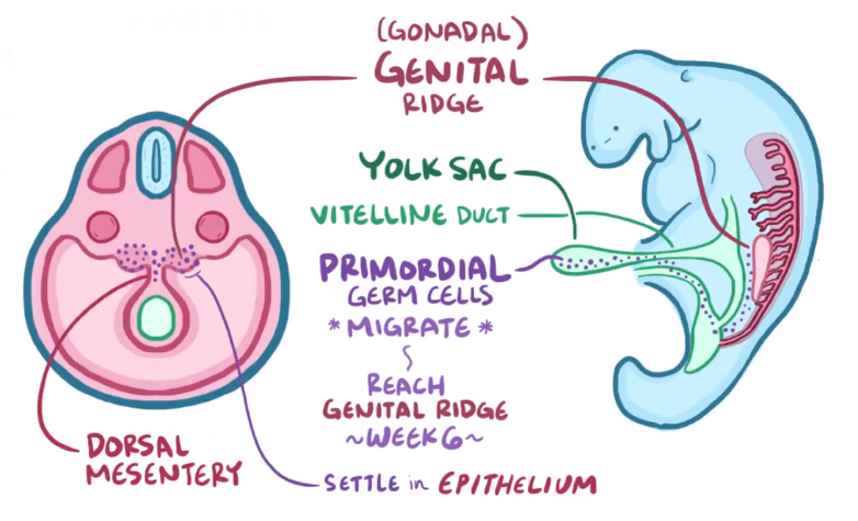 Embryonic Development (*Organ Embryology (*Sexual Organ Development