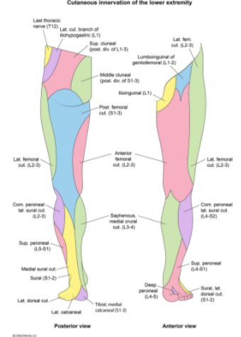 Neurology - Spinal Nerves Map (dropped image link (*LumboSacral Plexus